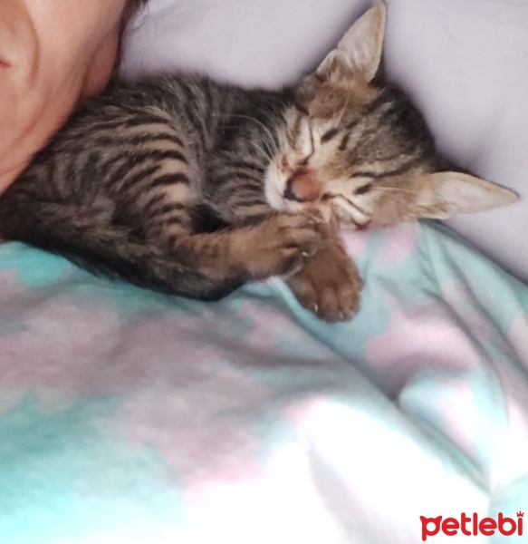 Tekir Kedi, Kedi  ŞANS fotoğrafı