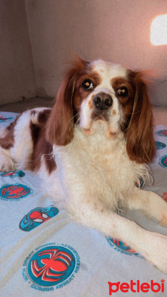 Cavalier King Charles Spanieli, Köpek  Muffin fotoğrafı