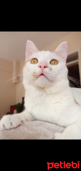 Sarman, Kedi  Balım pamuk kar fotoğrafı
