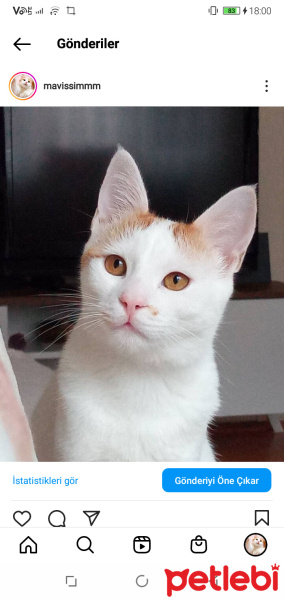 Sarman, Kedi  Balım pamuk kar fotoğrafı