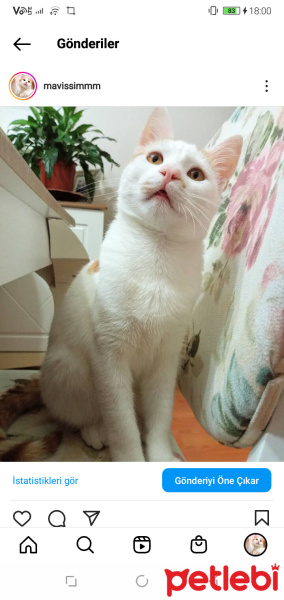 Sarman, Kedi  Balım pamuk kar fotoğrafı