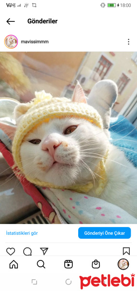Sarman, Kedi  Balım pamuk kar fotoğrafı