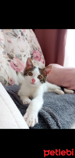Sarman, Kedi  Yumak fotoğrafı