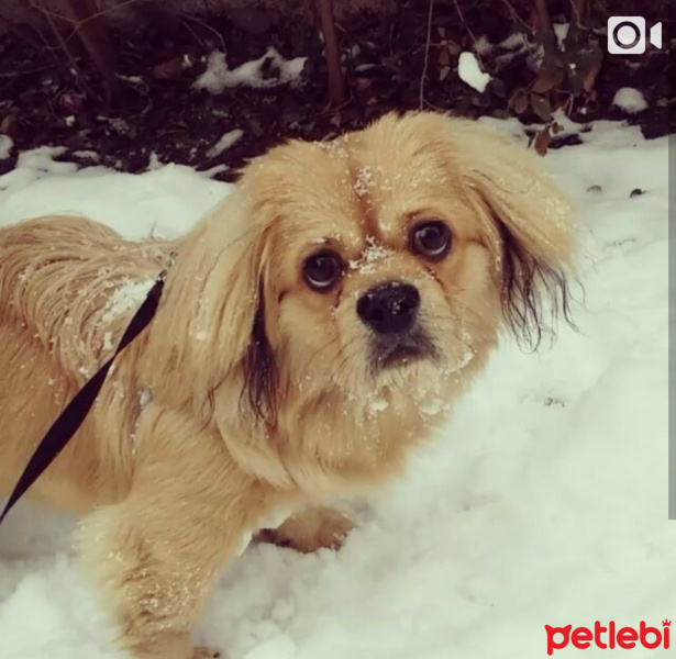 Pekingese, Köpek  Pekmez fotoğrafı