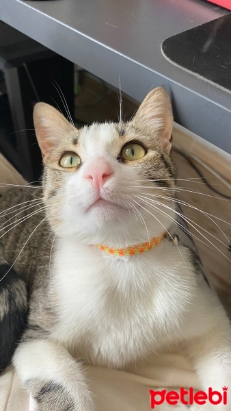 Tekir Kedi, Kedi  Arya fotoğrafı