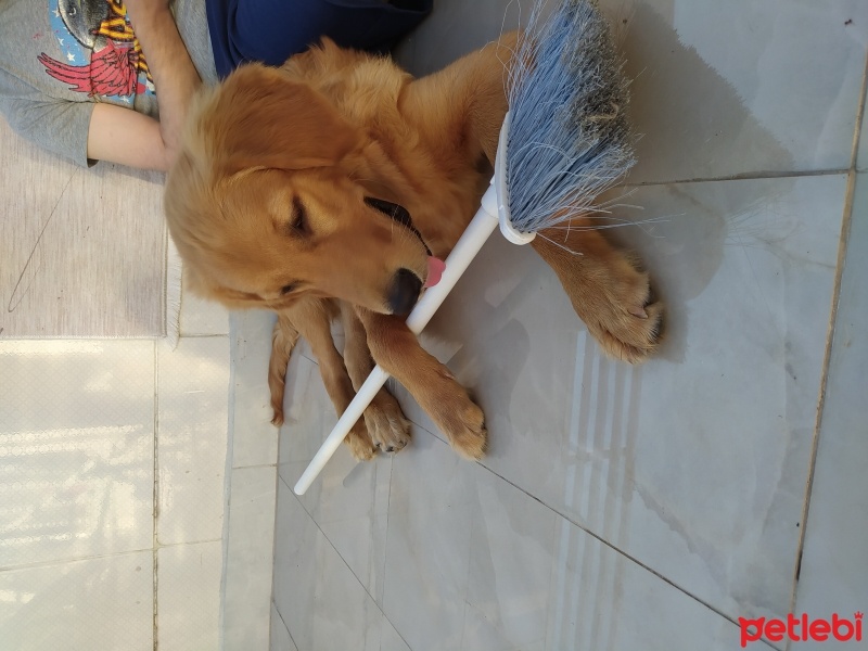 Golden Retriever, Köpek  Tarçın fotoğrafı