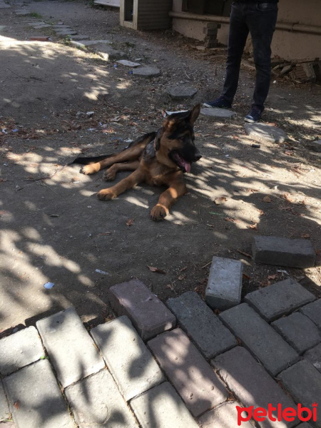 Alman Çoban Köpeği, Köpek  Keş fotoğrafı
