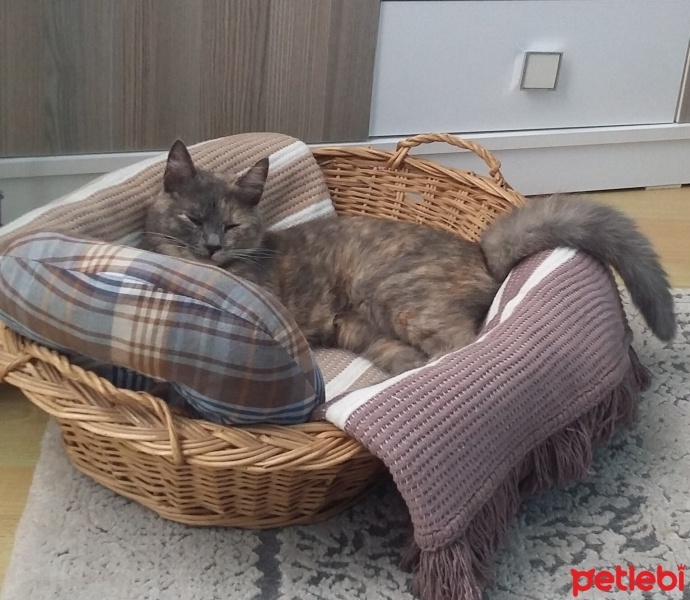 British Shorthair, Kedi  CEKU fotoğrafı