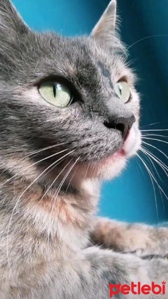 British Shorthair, Kedi  CEKU fotoğrafı