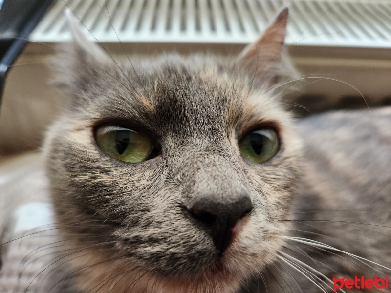 British Shorthair, Kedi  CEKU fotoğrafı