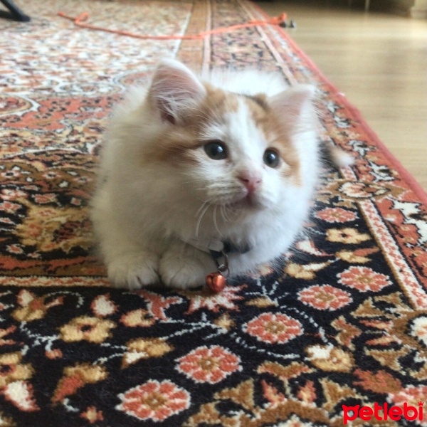 Norwegian Forest, Kedi  Sütlü fotoğrafı