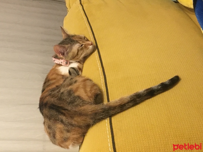 Tekir Kedi, Kedi  Tarçın fotoğrafı