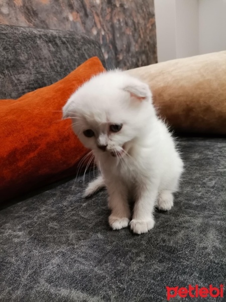 Scottish Fold, Kedi  Prenses fotoğrafı