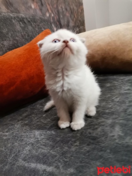 Scottish Fold, Kedi  Prenses fotoğrafı
