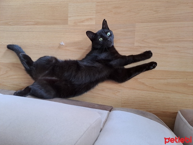 Bombay, Kedi  Hera fotoğrafı