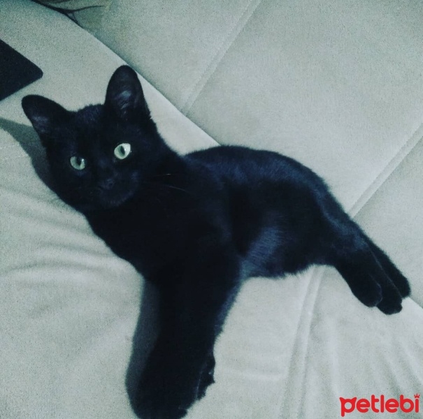 Bombay, Kedi  Hera fotoğrafı