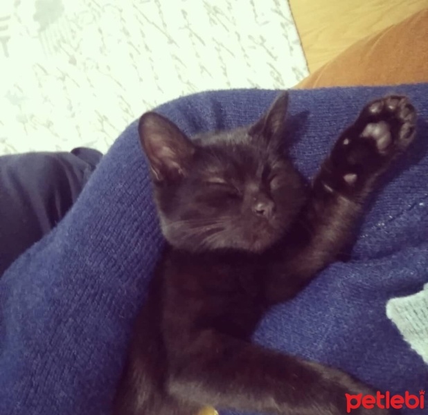 Bombay, Kedi  Hera fotoğrafı