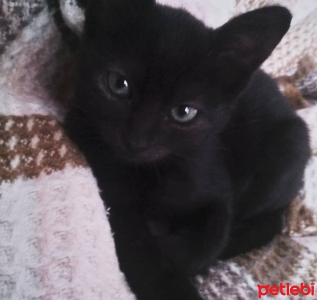 Bombay, Kedi  Hera fotoğrafı