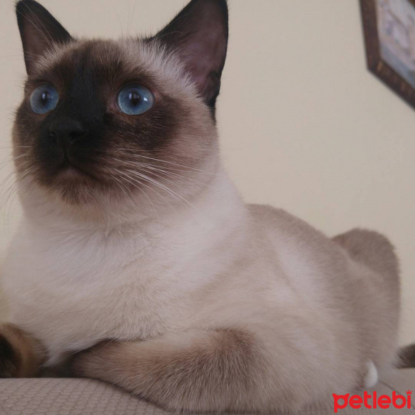 Siyam Kedisi, Kedi  Sila fotoğrafı