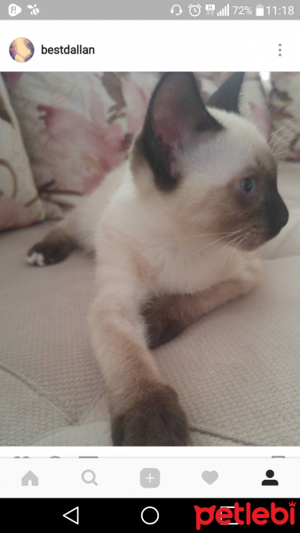 Siyam Kedisi, Kedi  Sila fotoğrafı