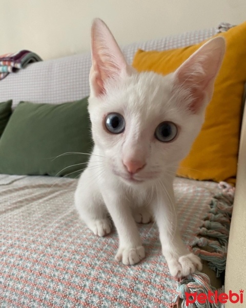 Van Kedisi, Kedi  Mavi fotoğrafı