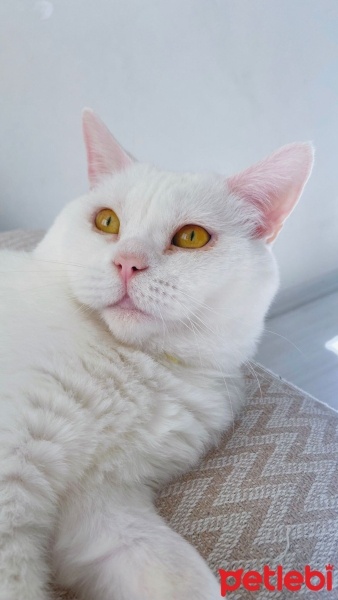 British Shorthair, Kedi  Sütlaç fotoğrafı