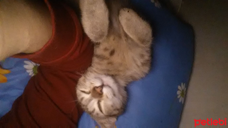 Tekir Kedi, Kedi  Fındık fotoğrafı