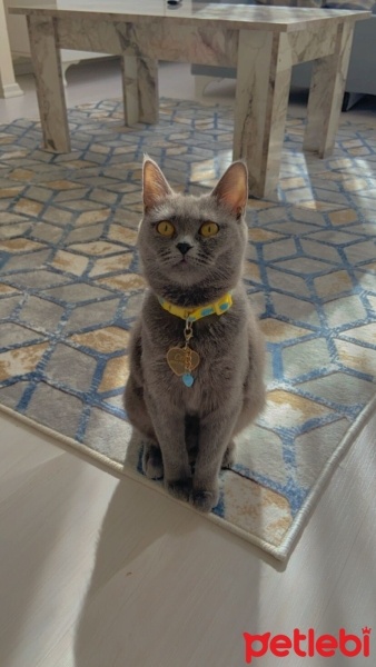 British Shorthair, Kedi  Ceku Bal fotoğrafı