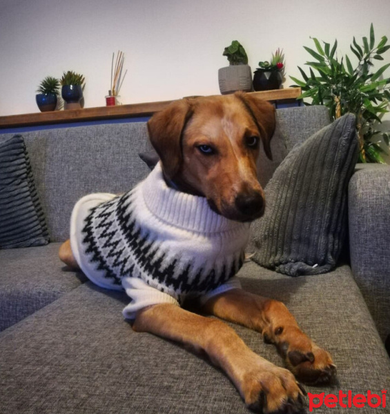 Sokö (Sokak Köpeği), Köpek  Venüs fotoğrafı