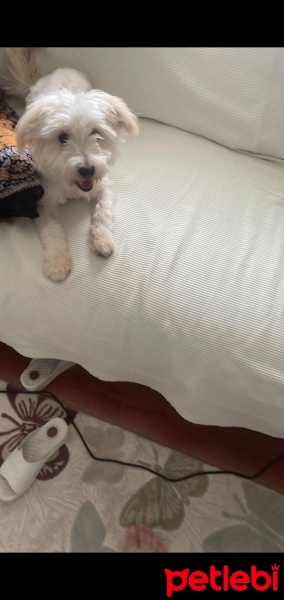 Maltese, Köpek  Köpük fotoğrafı
