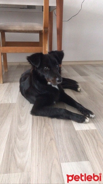 Border Collie, Köpek  hera fotoğrafı
