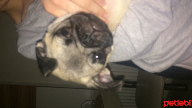 Pug, Köpek  Çiko fotoğrafı