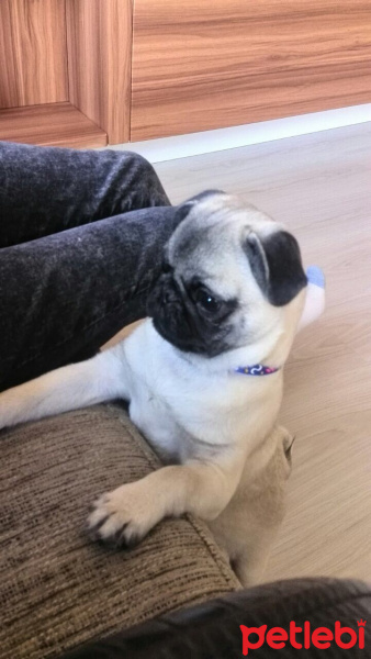 Pug, Köpek  Çiko fotoğrafı