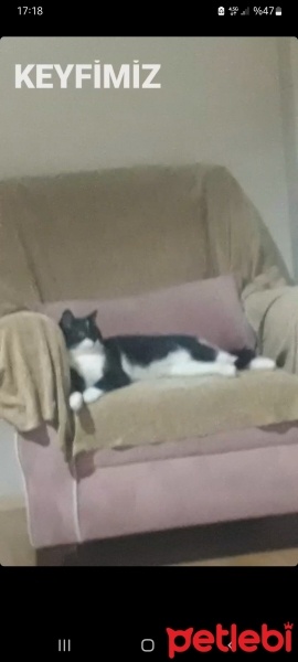 Tuxedo (Smokin) Kedi, Kedi  Boncuk fotoğrafı