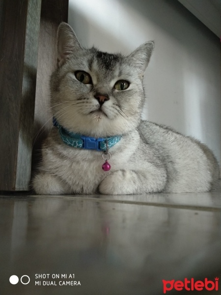 British Shorthair, Kedi  Hera fotoğrafı