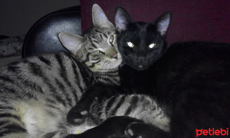 Tekir Kedi, Kedi  diego - ungabunga  fotoğrafı