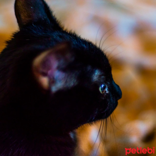 Tekir Kedi, Kedi  diego - ungabunga  fotoğrafı