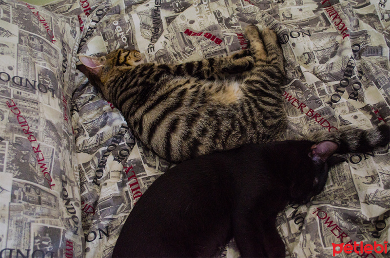 Tekir Kedi, Kedi  diego - ungabunga  fotoğrafı