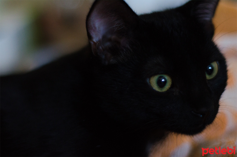 Tekir Kedi, Kedi  diego - ungabunga  fotoğrafı