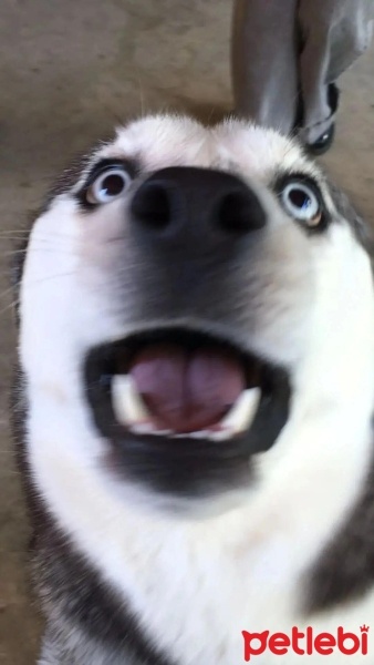 Sibirya Kurdu (Husky), Köpek  beyaz fotoğrafı