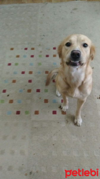 Golden Retriever, Köpek  Buz fotoğrafı