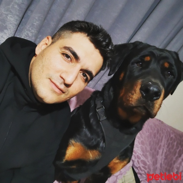 Rottweiler, Köpek  Hades fotoğrafı