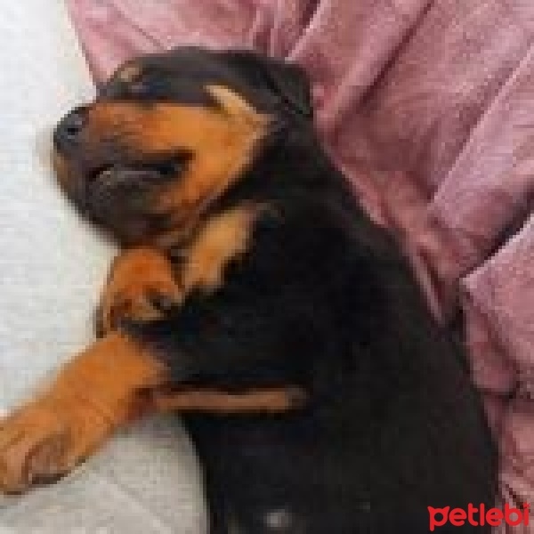 Rottweiler, Köpek  Hades fotoğrafı