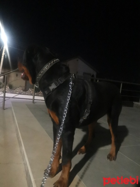 Rottweiler, Köpek  Hades fotoğrafı