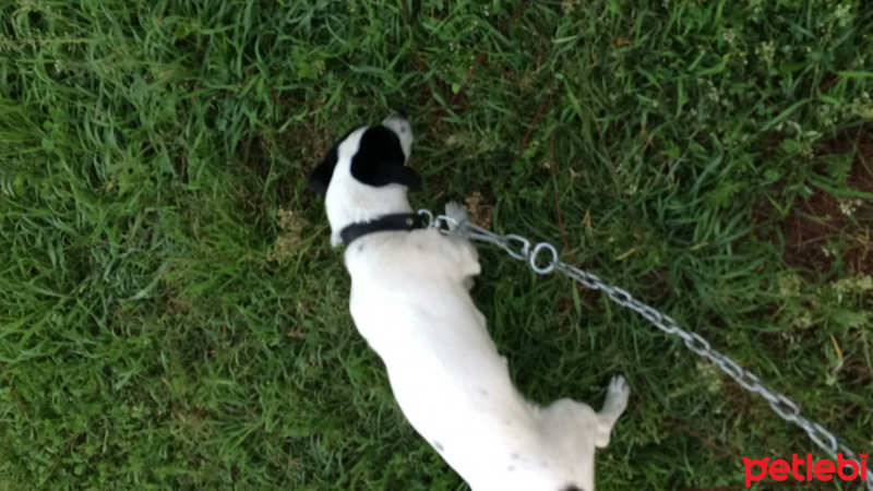 Jack Russell Terrier, Köpek  LENA fotoğrafı