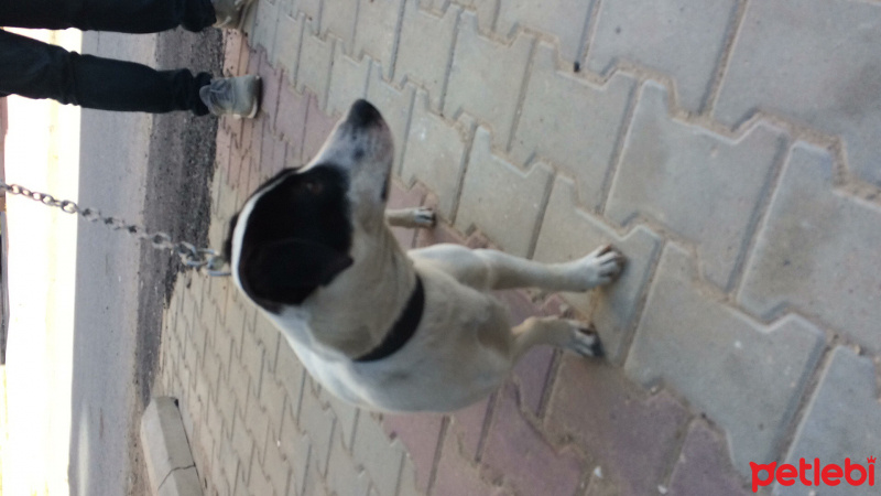 Jack Russell Terrier, Köpek  LENA fotoğrafı