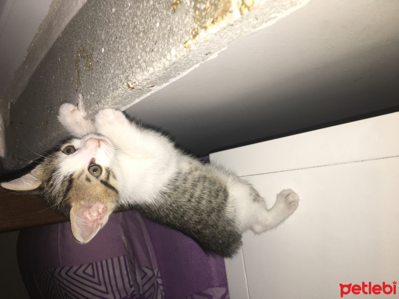 Tekir Kedi, Kedi  Minik fotoğrafı