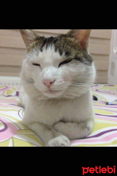 Tekir Kedi, Kedi  Minik fotoğrafı