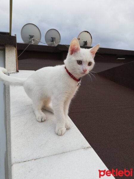 Ankara Kedisi, Kedi  Pamuk fotoğrafı