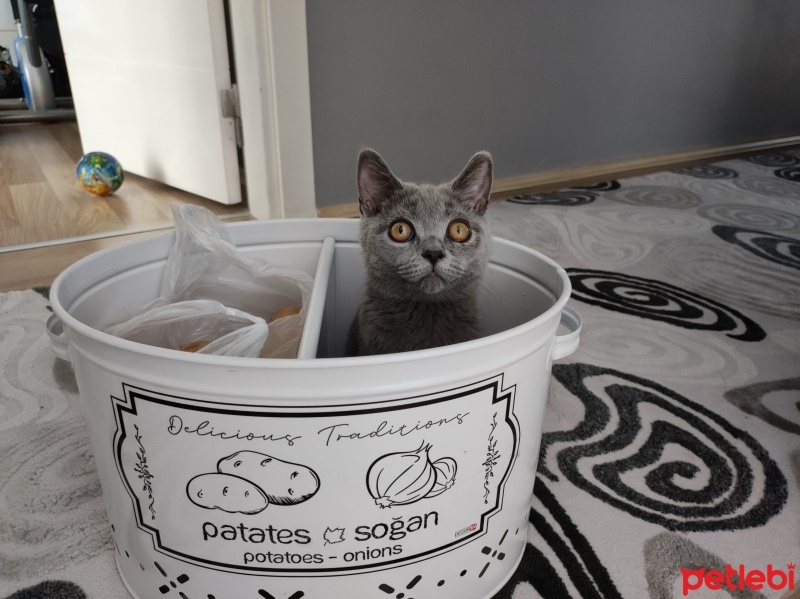 British Shorthair, Kedi  Paşa fotoğrafı